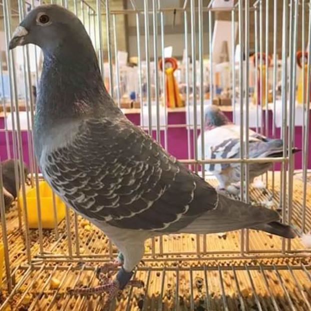  - NU AMI APARTIN 2020