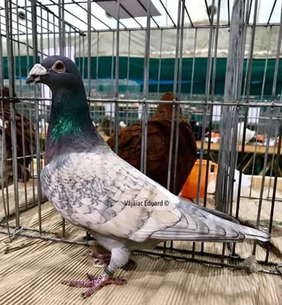  - NU AMI APARTIN 2020