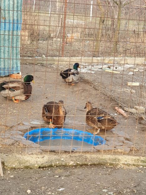  - Rate Rouen sălbatic 2020