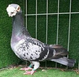  - VOIAJORI DE FRUMUSETE BAGDETI INDIENI GERMANII