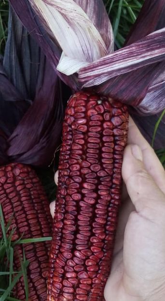  - SEMINTE PORUMB - P 04 VENETO