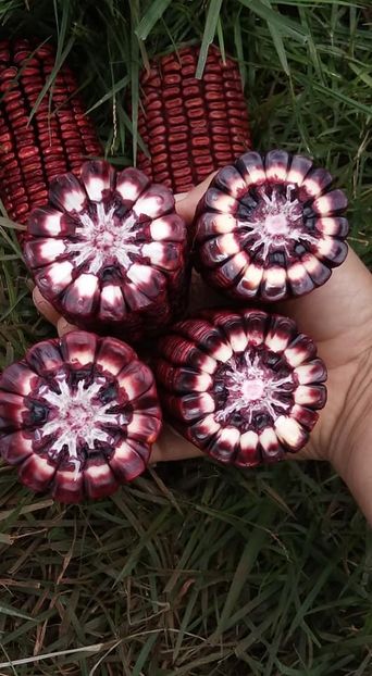  - Z SEMINTE PORUMB - MACABU