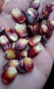  - Z SEMINTE PORUMB - MACABU