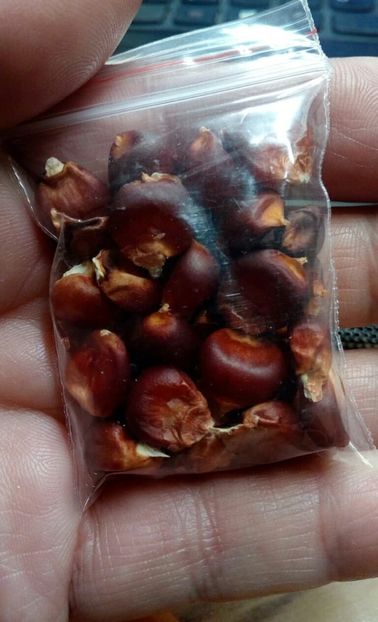  - SEMINTE PORUMB - P 36 ROSTRATO ROSSO DI ROVETTA ID - MORO BATTISTA