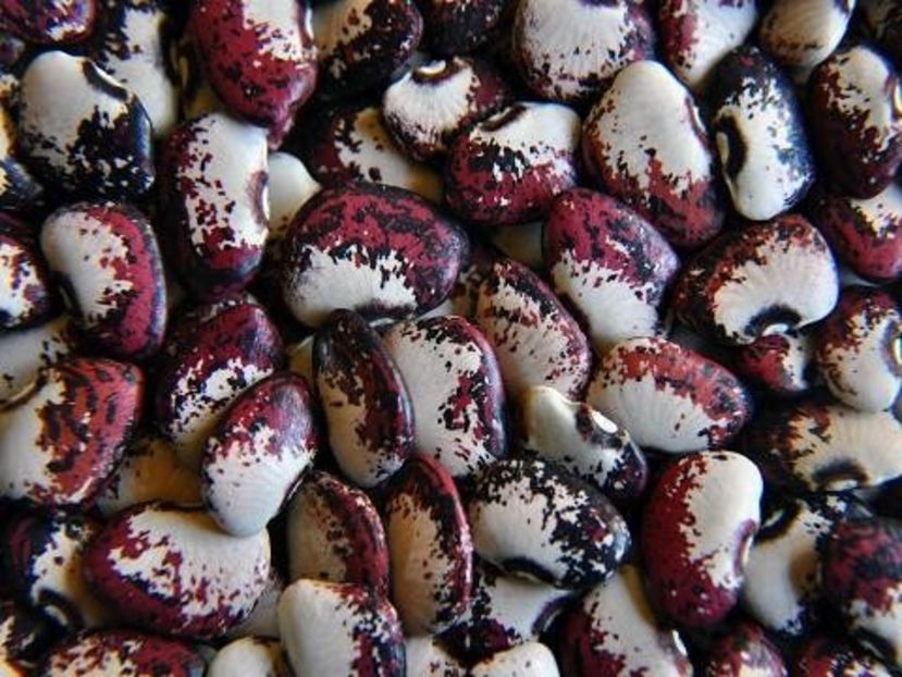 copiata - Z FASOLE LIMA - POTAWATOMI