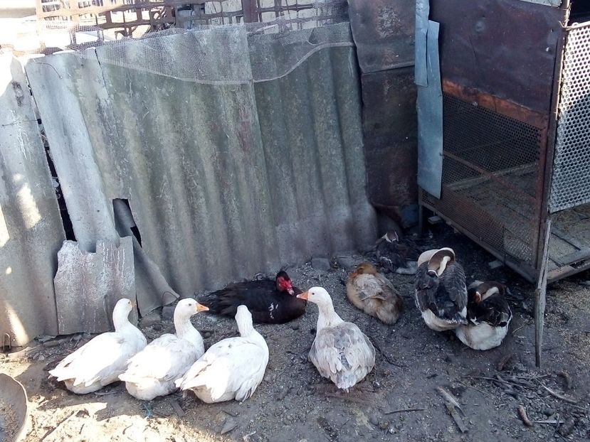  - Gâște