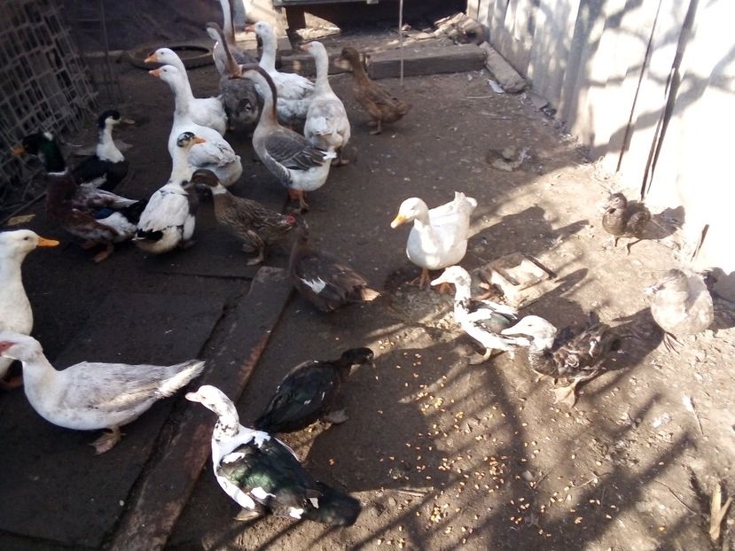  - Gâște