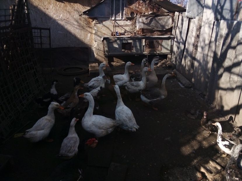  - Gâște