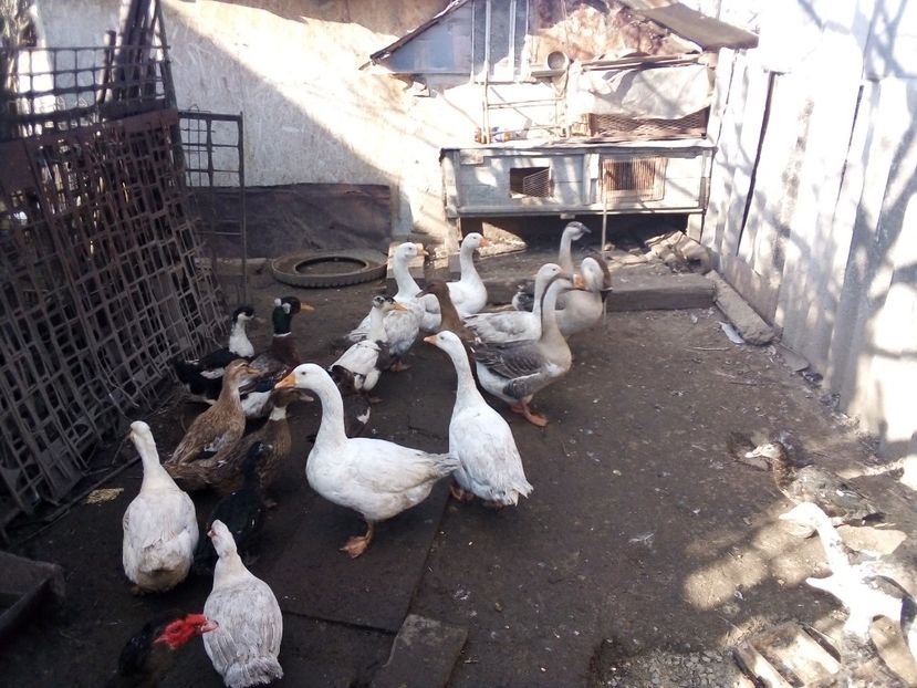  - Gâște