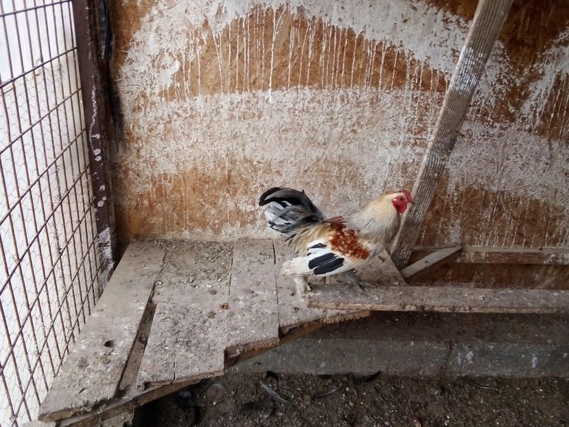  - Găini Pitice