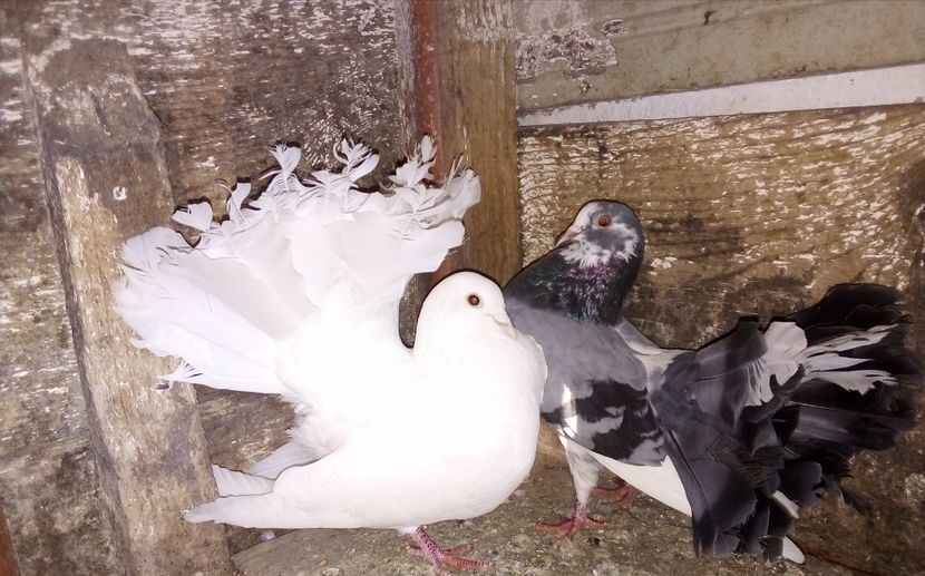  - Matca de porumbei voltați 2020