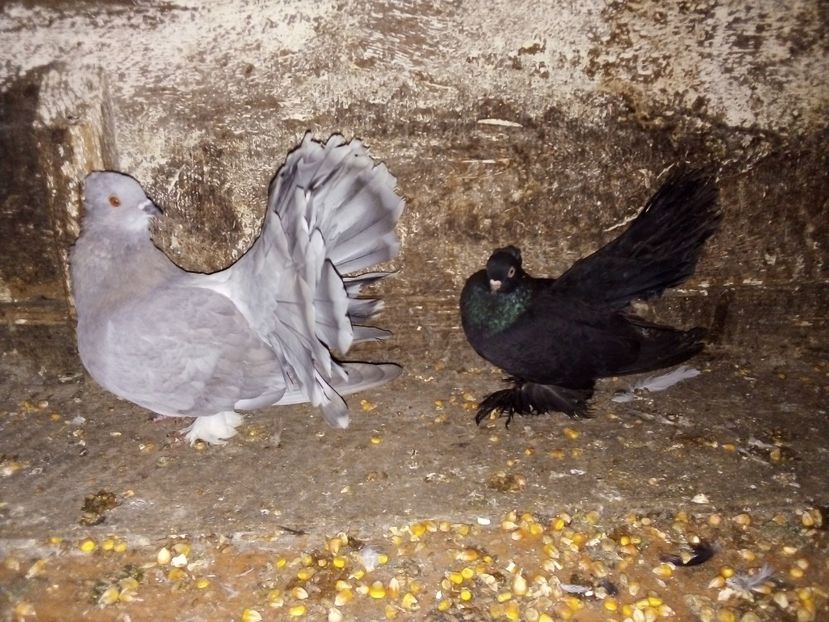  - Porumbei Voltați