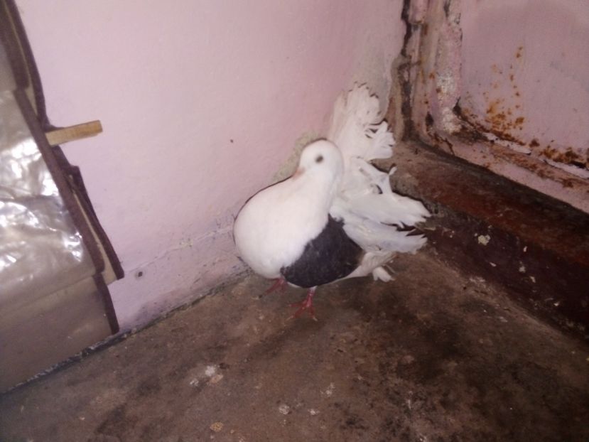 - Porumbei Voltați