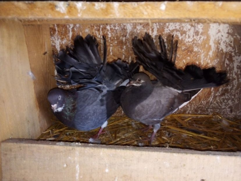  - Pui de porumbei voltați 2019