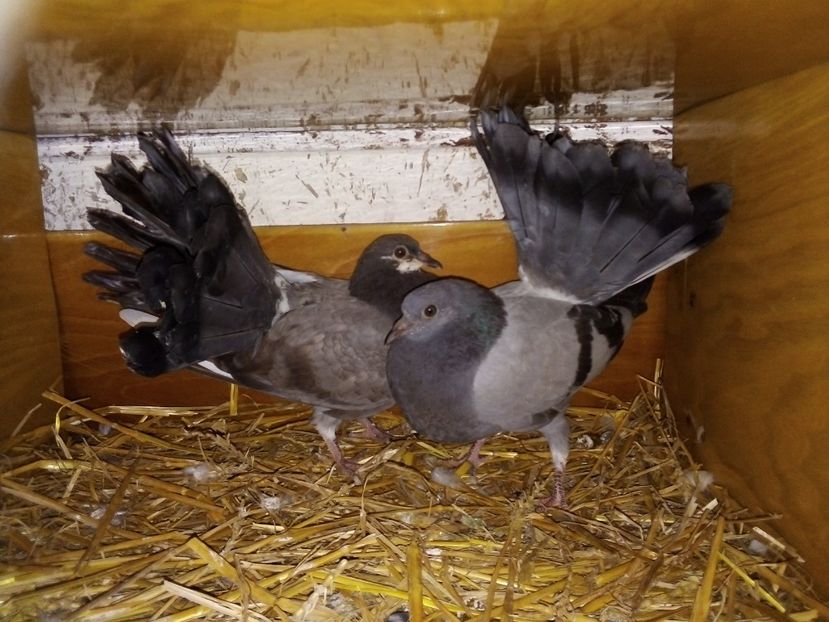  - Pui de porumbei voltați 2019