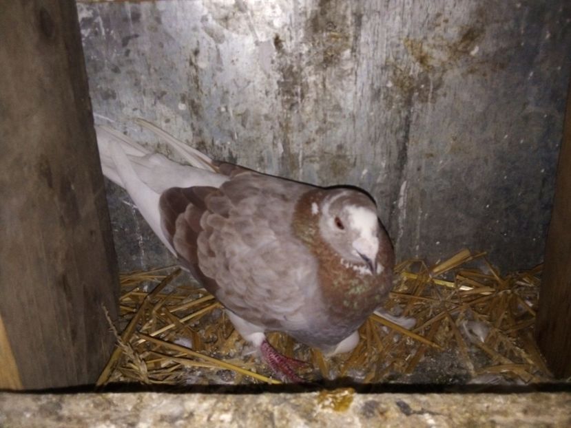  - Pui de porumbei standard 2020