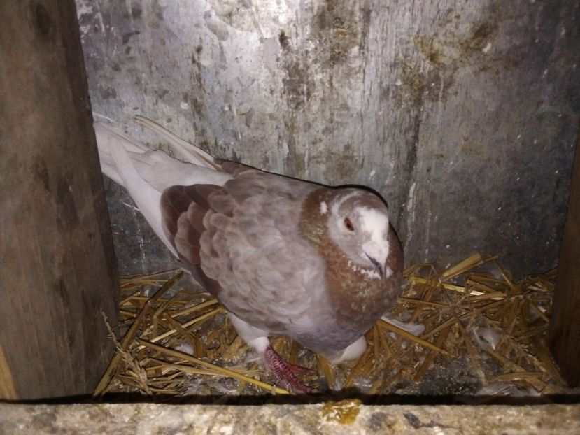  - Pui de porumbei standard 2020