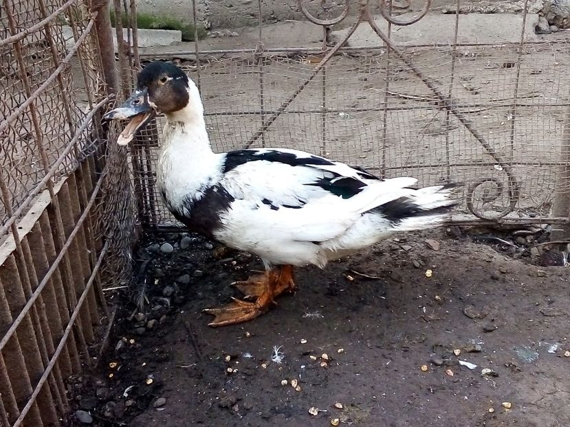  - Raţe