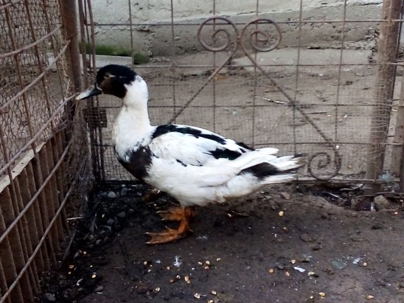  - Raţe