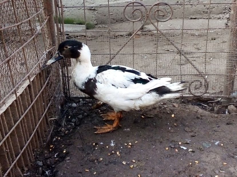  - Raţe