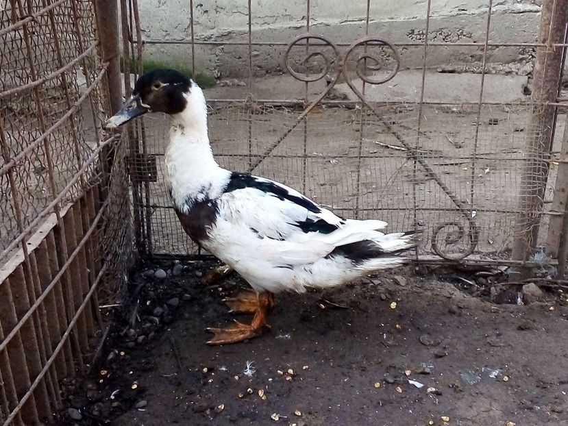  - Raţe