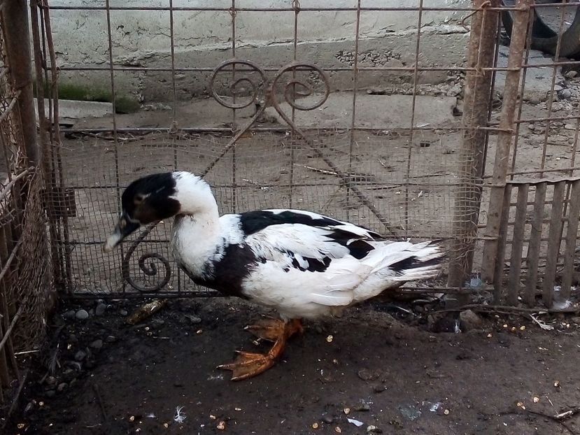  - Raţe