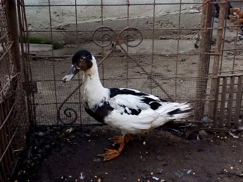  - Raţe