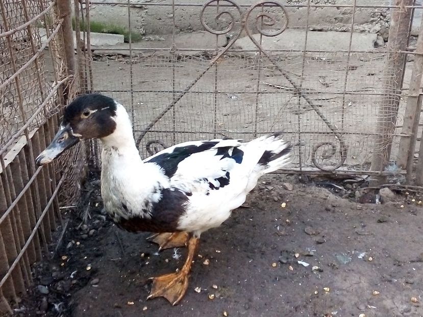  - Raţe