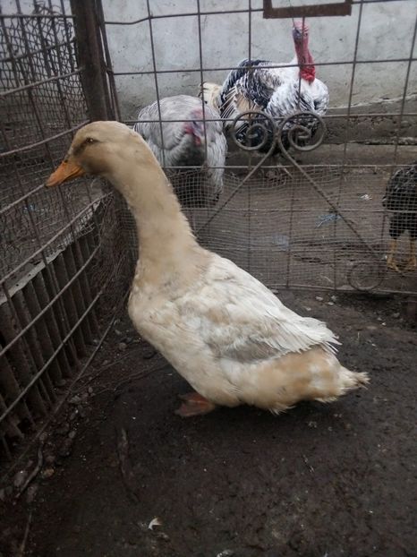 IMG-20200118-WA0032 - Matca de rațe românești 2020