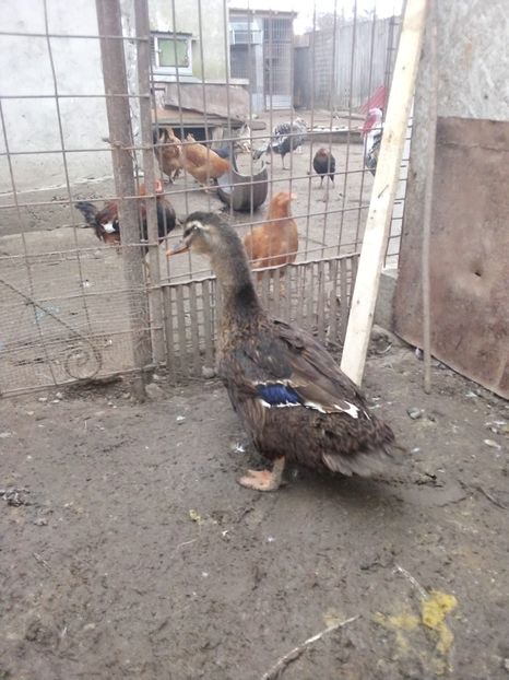 IMG-20200118-WA0031 - Matca de rațe românești 2020