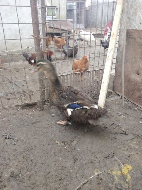 IMG-20200118-WA0030 - Matca de rațe românești 2020