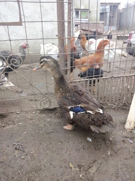 IMG-20200118-WA0029 - Matca de rațe românești 2020