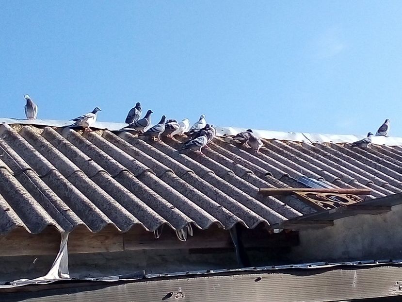  - Porumbei
