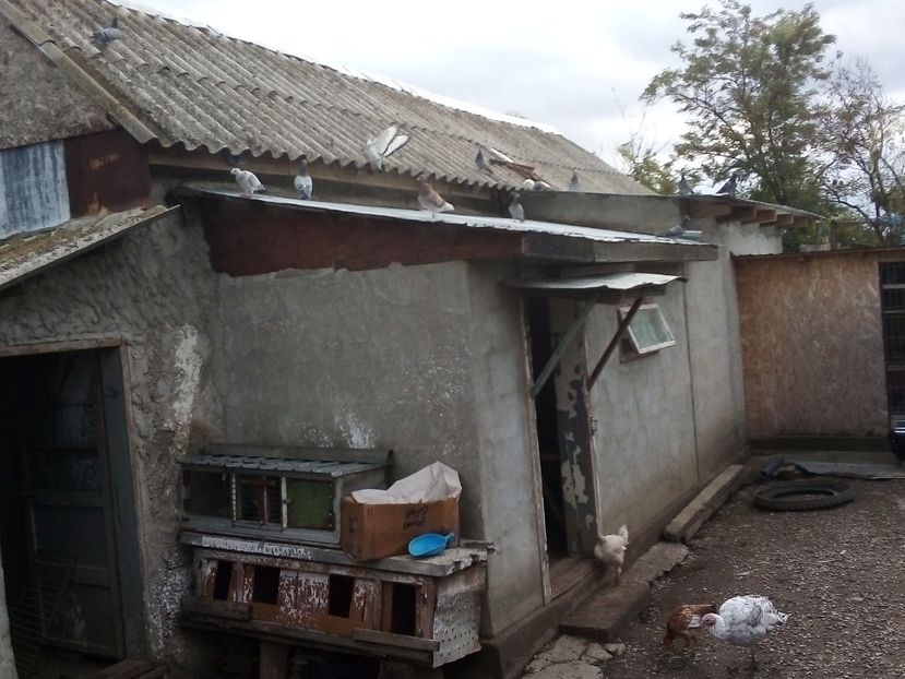  - Porumbei