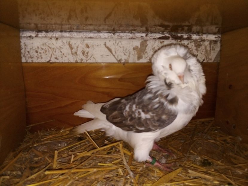  - Porumbei Gulerați