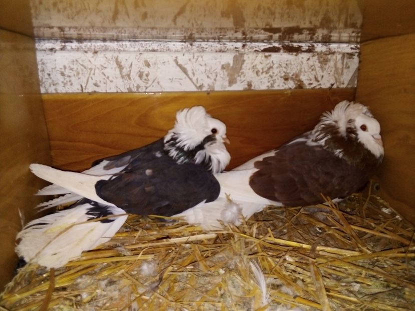  - Matca de porumbei gulerați 2020