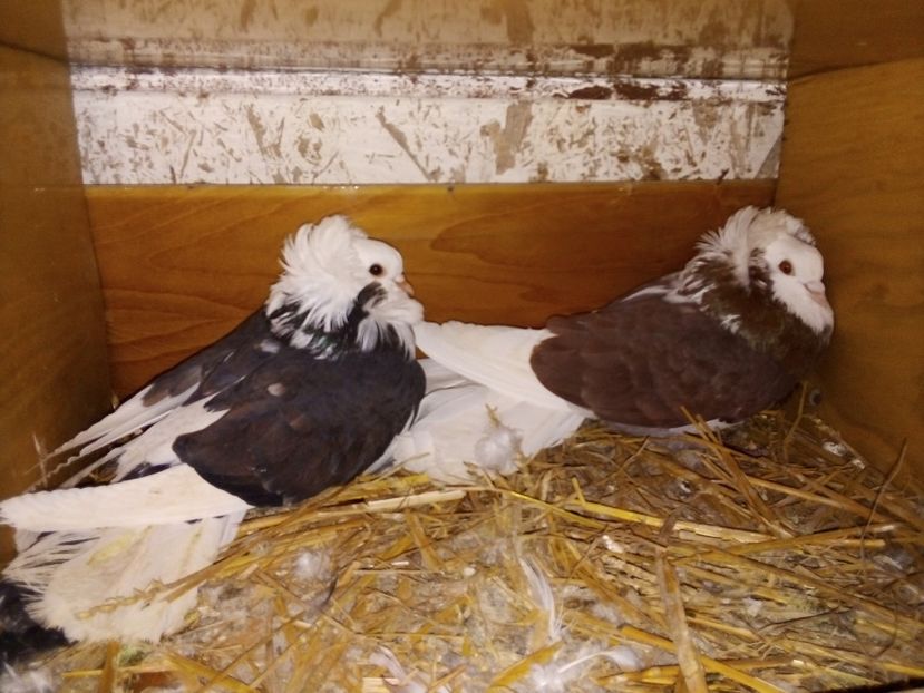  - Porumbei Gulerați