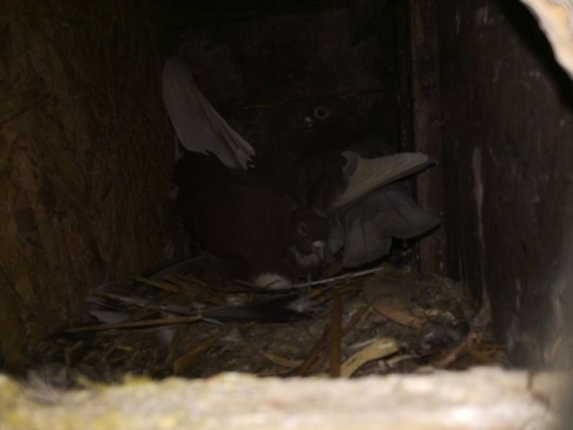  - Porumbei Zburători