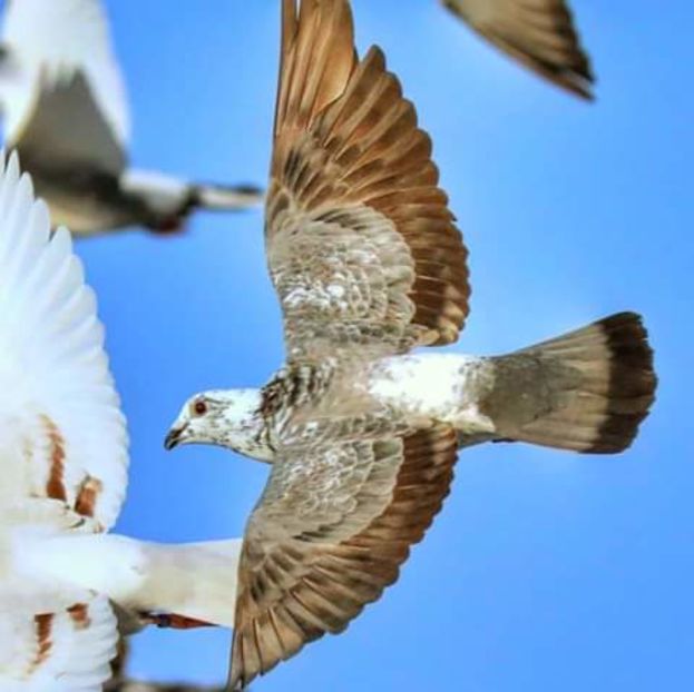  - NU AMI APARTIN 2020