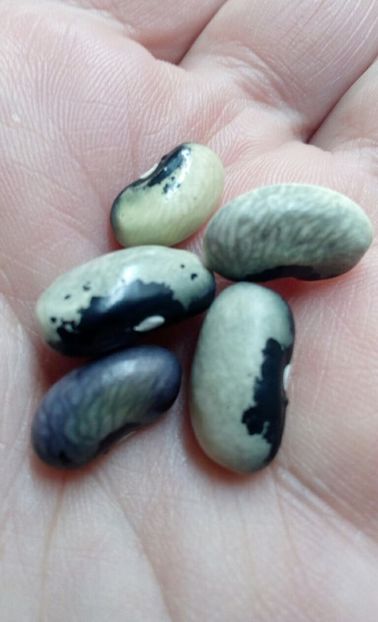  - SEMINTE FASOLE - D 181 BUCKSKIN GIRL