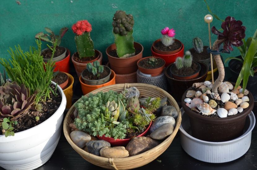  - suculente si cactusi