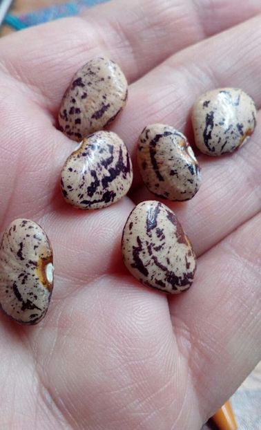  - ZZZ SEMINTE FASOLE PITICA - 4