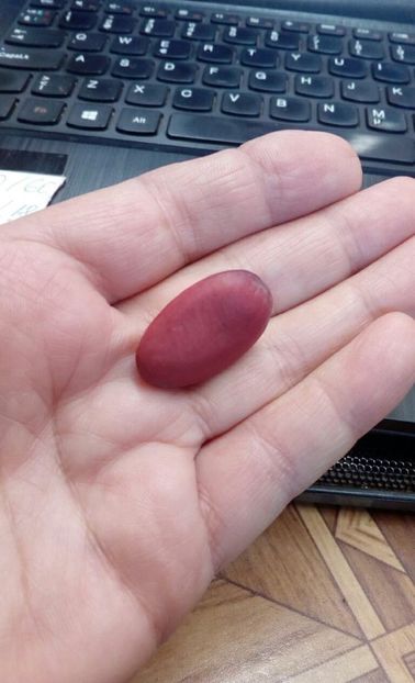  - ZZZ SEMINTE FASOLE SPADA - CANAVALIA GLADIATA