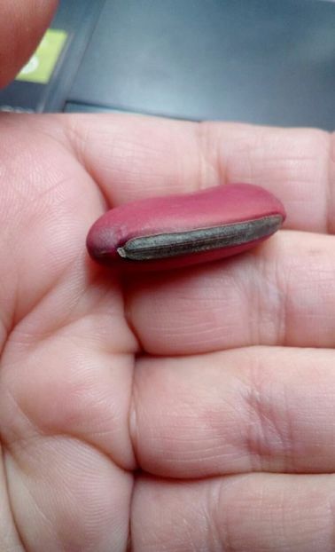  - ZZZ SEMINTE FASOLE SPADA - CANAVALIA GLADIATA