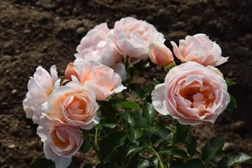A 4 - DE VANZARE TRANDAFIRI CU RADACINA LIBERA PENTRU LUNA MARTIE 2020 Trandafirii au doi ani