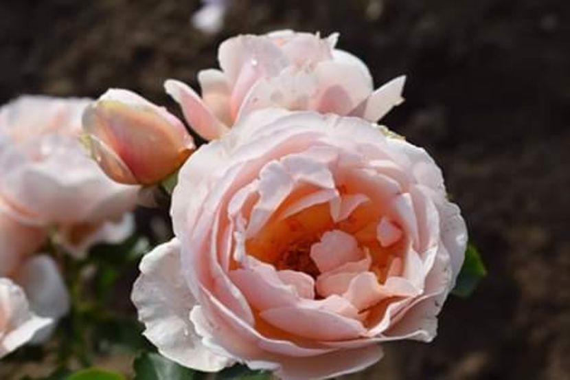 A 4 - DE VANZARE TRANDAFIRI CU RADACINA LIBERA PENTRU LUNA MARTIE 2020 Trandafirii au doi ani