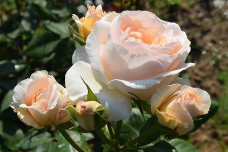 A 66 - DE VANZARE TRANDAFIRI CU RADACINA LIBERA PENTRU LUNA MARTIE 2020 Trandafirii au doi ani