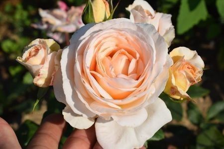 A 66 - DE VANZARE TRANDAFIRI CU RADACINA LIBERA PENTRU LUNA MARTIE 2020 Trandafirii au doi ani