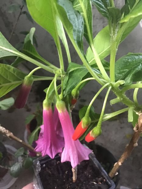 C2BCF1E6-CD66-4A17-AEB0-25A41C5B9DF7 - Iochroma 2020