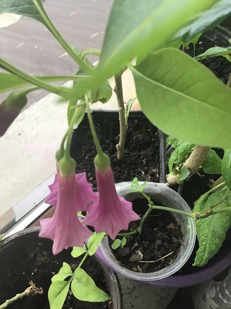 B6F06FE4-0D90-4B72-B763-327D0B86BD37 - Iochroma 2020